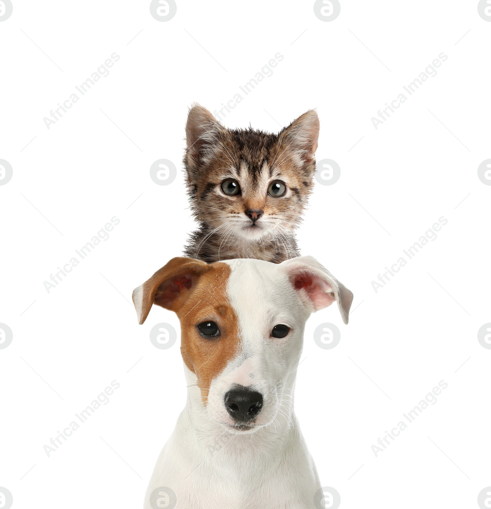 Image of Adorable cat and dog on white background. Cute friends