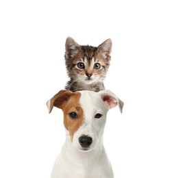 Adorable cat and dog on white background. Cute friends