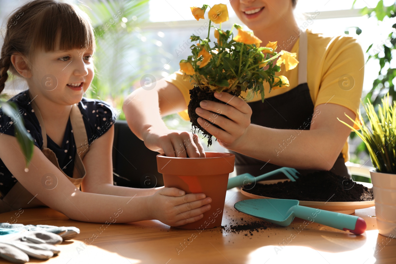 Photo of Mother and daughter taking care of home plants at table indoors