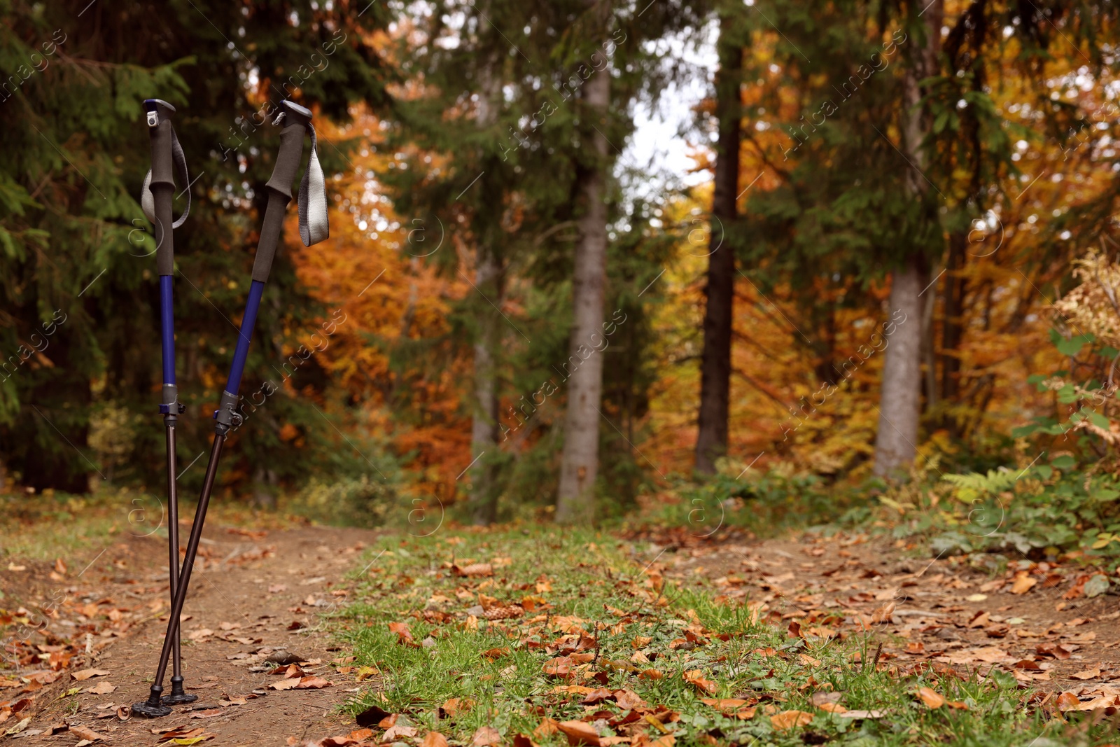 Photo of Trekking poles in forest. Space for text