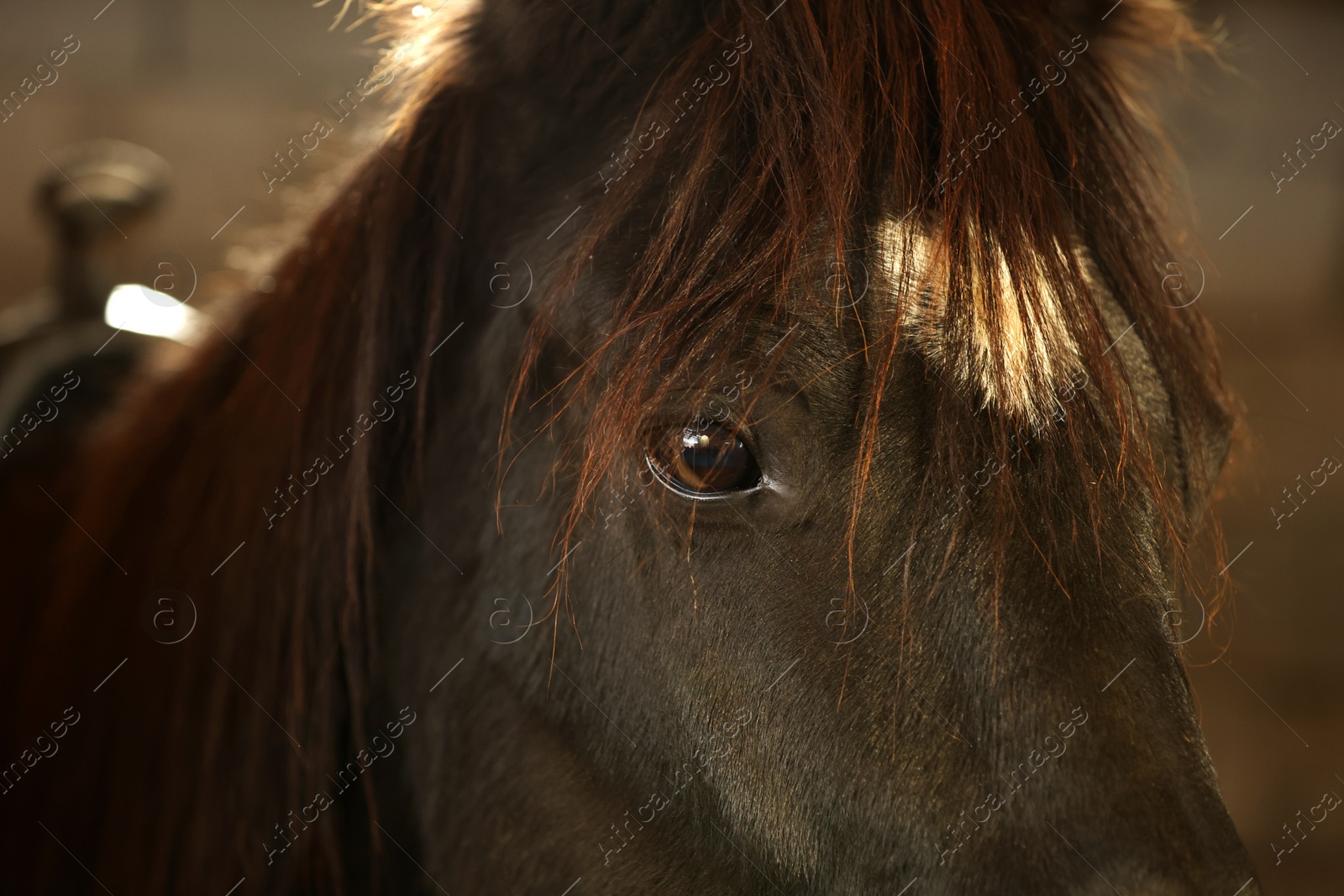 Photo of Adorable black horse on blurred background, closeup. Lovely domesticated pet
