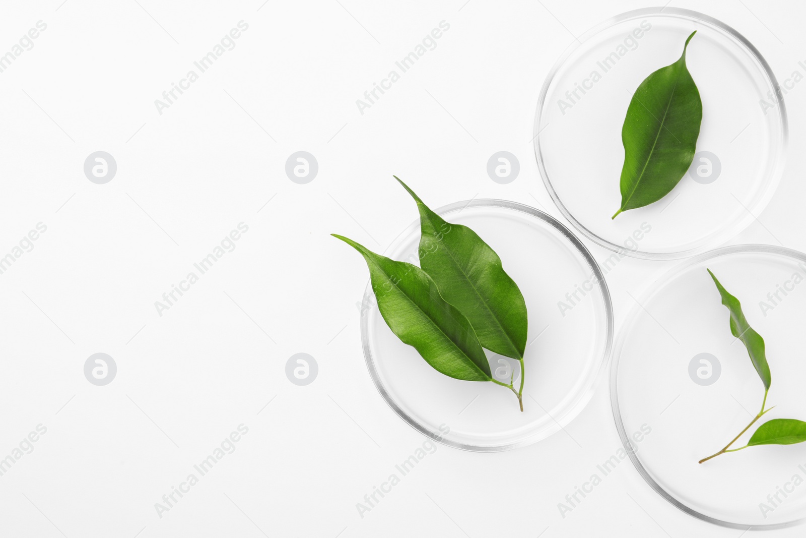 Photo of Petri dishes with green leaves on white background, top view. Space for text