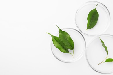 Petri dishes with green leaves on white background, top view. Space for text