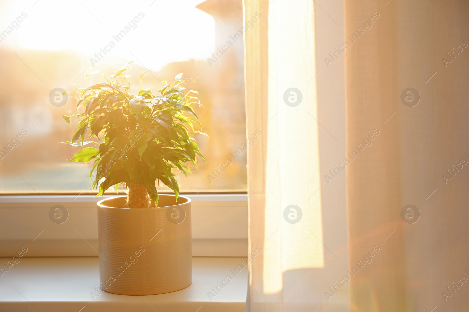 Photo of Potted Ficus benjamina plant on window sill at home. Space for text