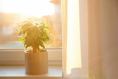 Photo of Potted Ficus benjamina plant on window sill at home. Space for text