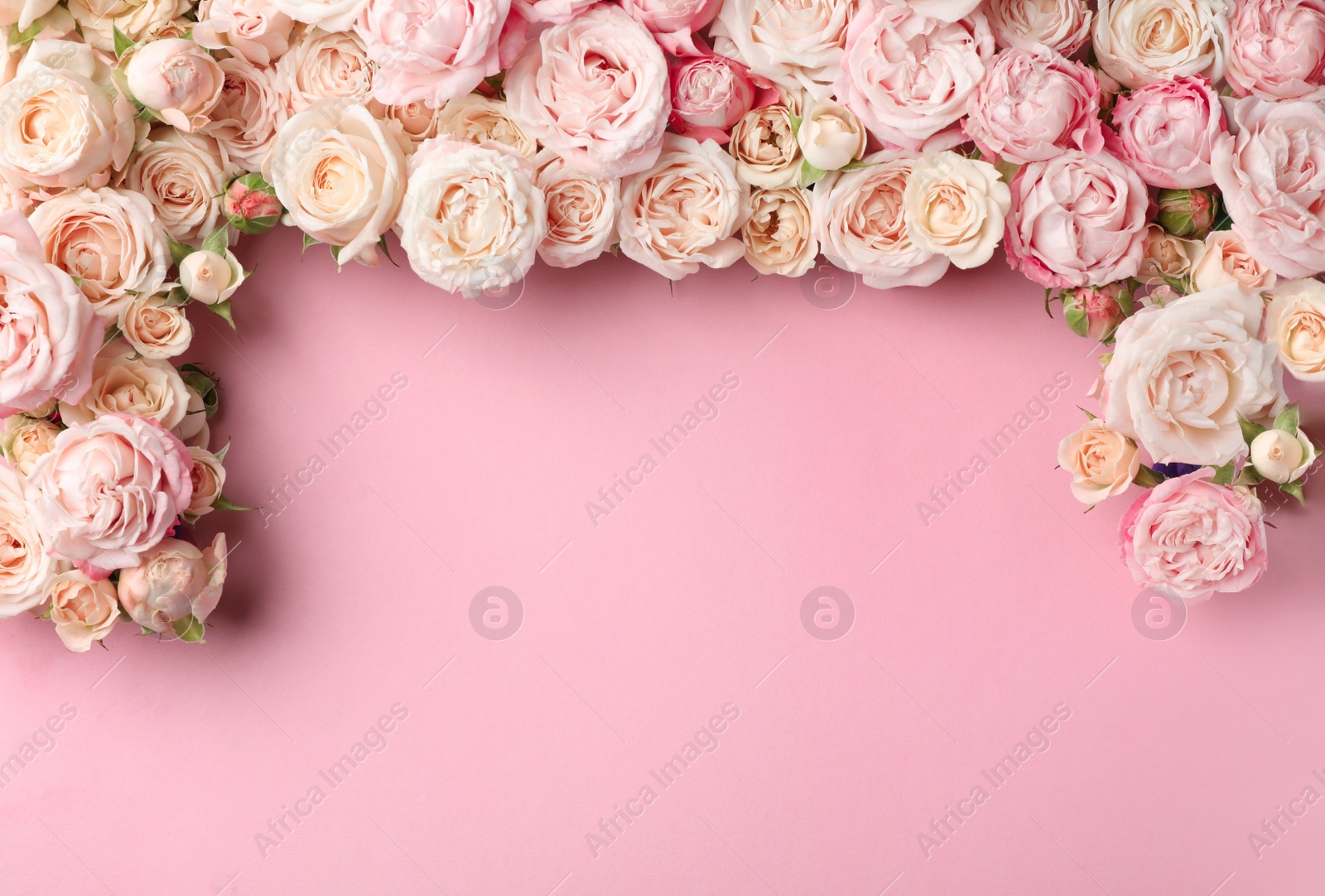 Photo of Flat lay composition with beautiful roses and space for text on color background