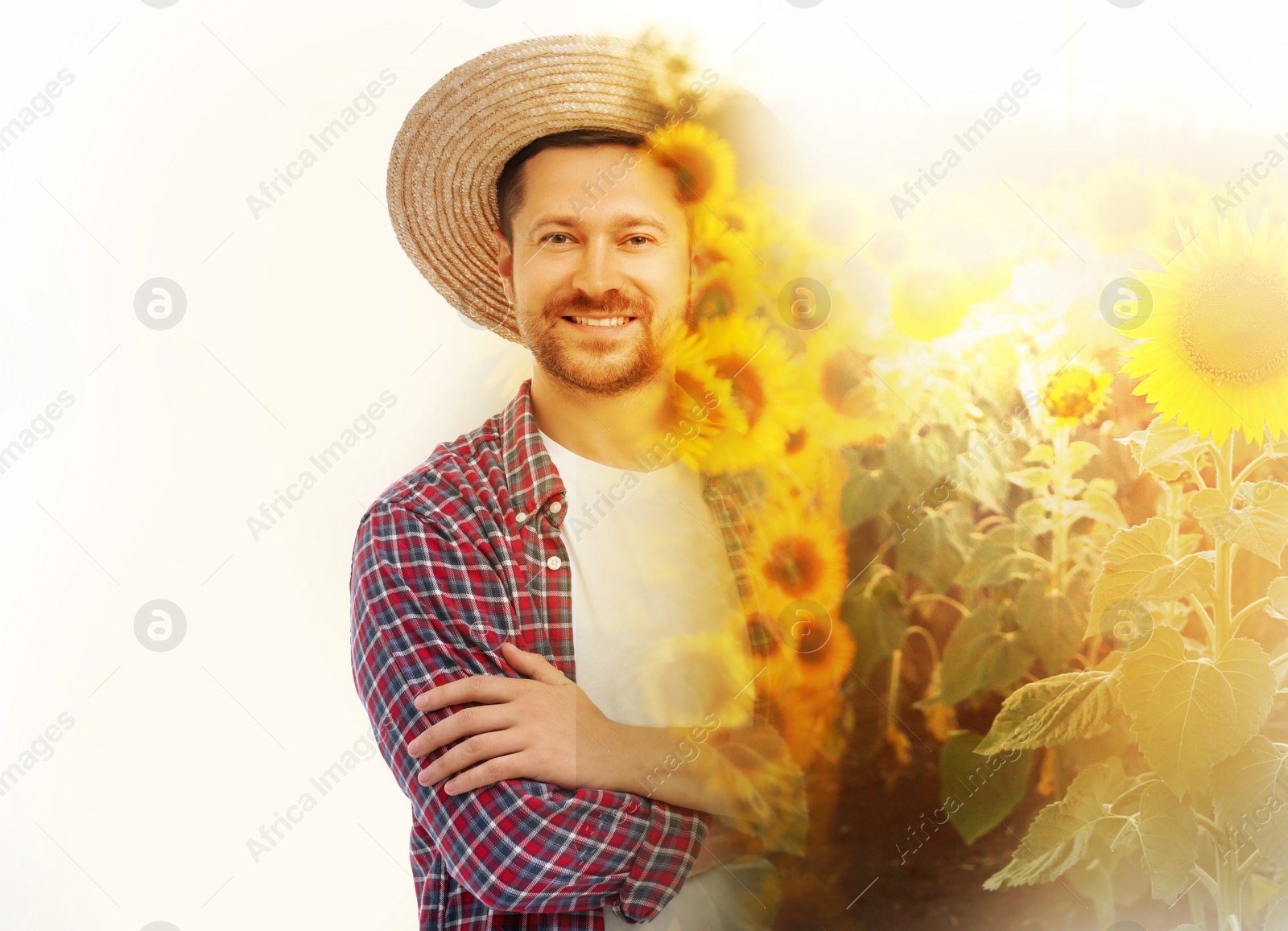 Image of Double exposure of farmer and sunflower field on white background