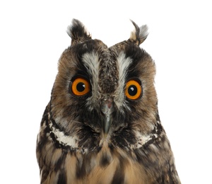 Beautiful eagle owl on white background, closeup. Predatory bird