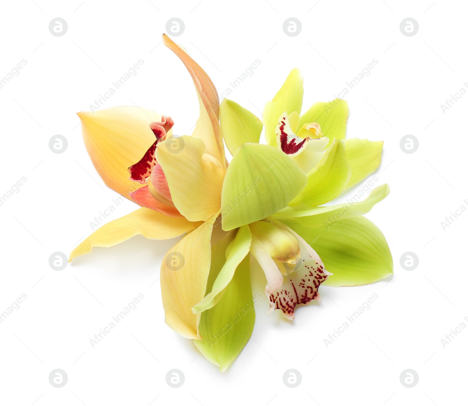 Photo of Beautiful tropical orchid flowers on white background