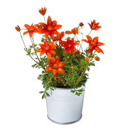 Photo of Beautiful bidens ferulifolia flowers in metal pot isolated on white