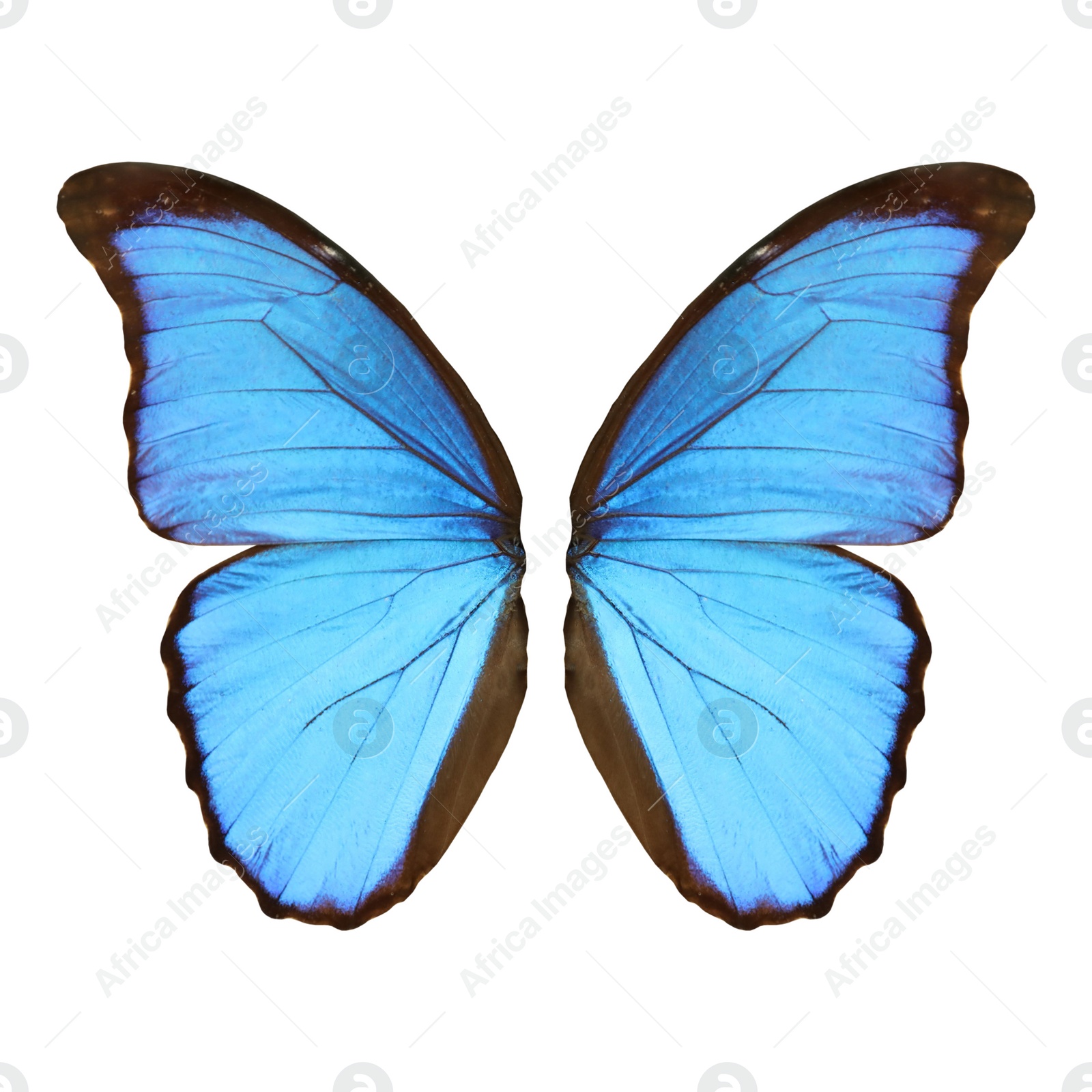 Image of Beautiful morpho butterfly wings on white background