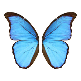 Image of Beautiful morpho butterfly wings on white background