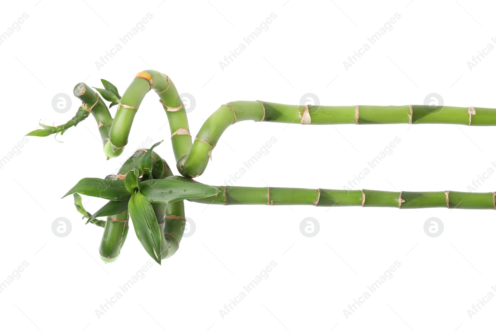 Photo of Beautiful green bamboo stems with leaves on white background, top view