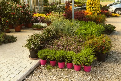 Photo of Many different potted plants near garden center