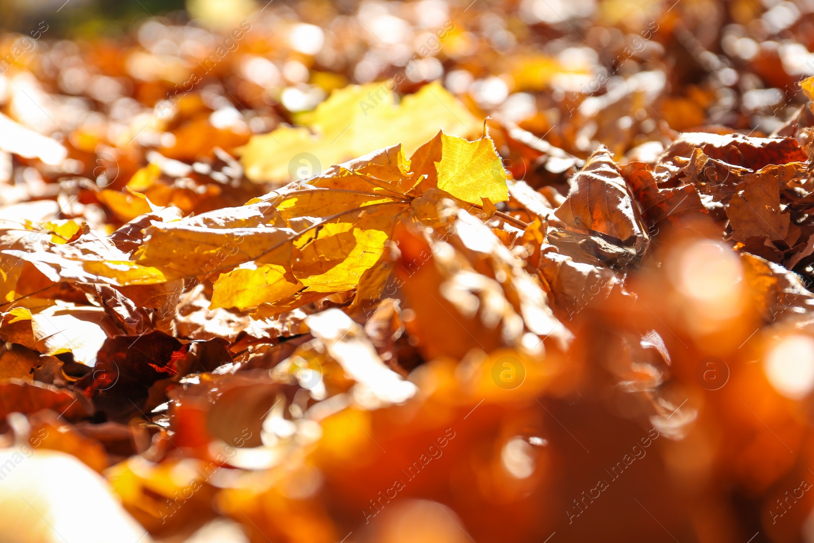 Photo of Ground covered with fallen leaves on sunny autumn day