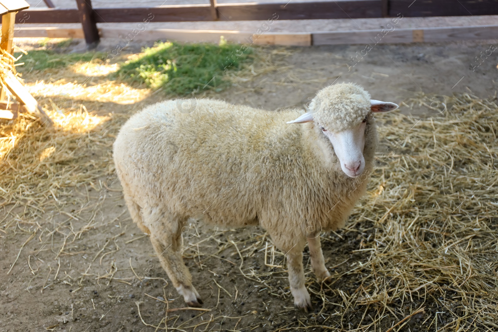 Photo of Cute funny sheep on farm. Animal husbandry