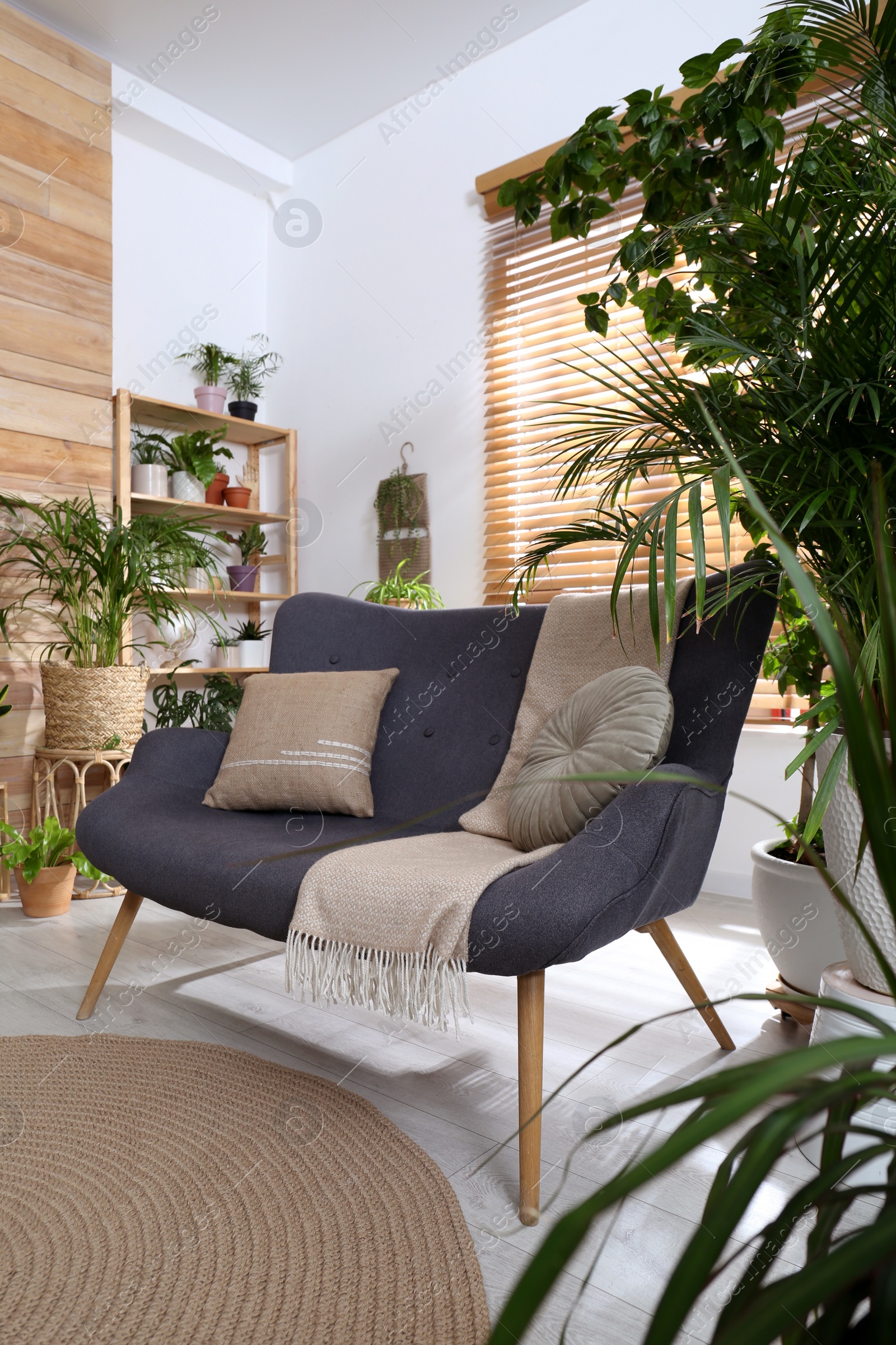 Photo of Comfortable sofa and beautiful houseplants in room. Lounge area interior