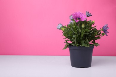 Photo of Beautiful potted chrysanthemum flowers on white table against pink background. Space for text