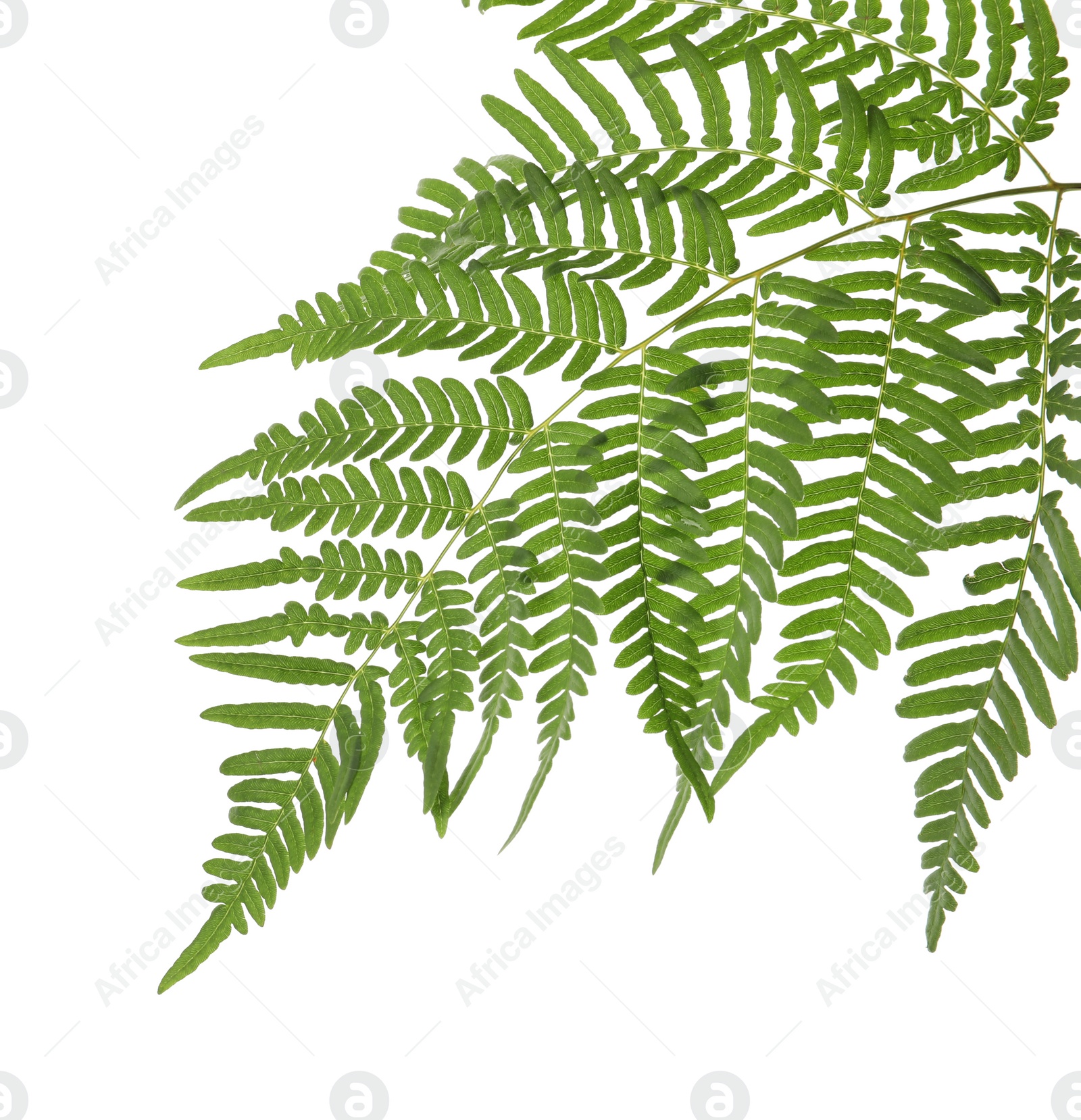 Photo of Beautiful tropical fern leaf isolated on white