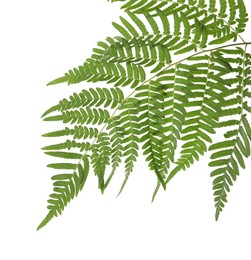 Beautiful tropical fern leaf isolated on white