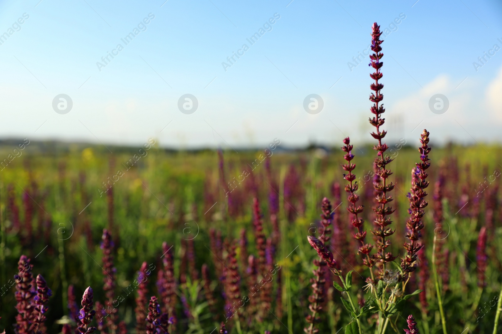 Photo of Beautiful wild flowers outdoors, space for text. Amazing nature in summer