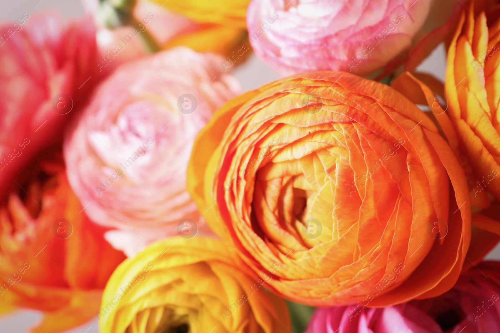 Photo of Beautiful fresh ranunculus flowers as background, closeup view