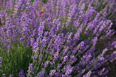 Photo of Beautiful blooming lavender plants growing in field