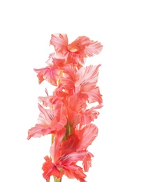 Photo of Beautiful gladiolus flowers on white background