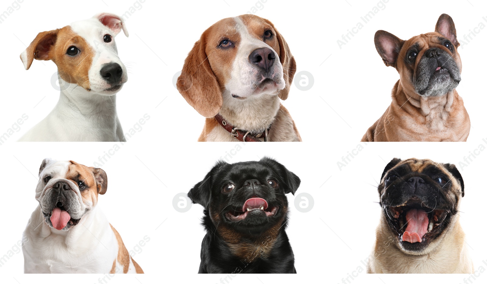 Image of Set of different dogs on white background