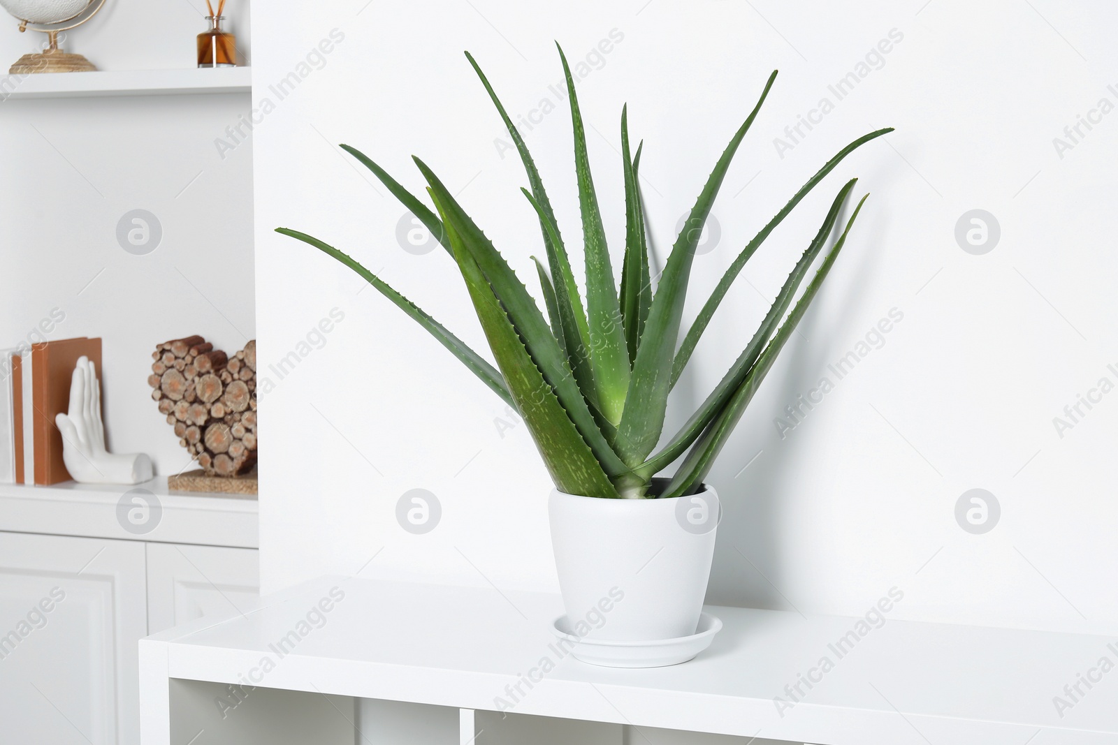 Photo of Green aloe vera in pot on shelf indoors