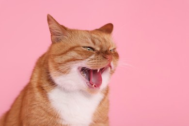 Photo of Cute cat showing tongue on pink background
