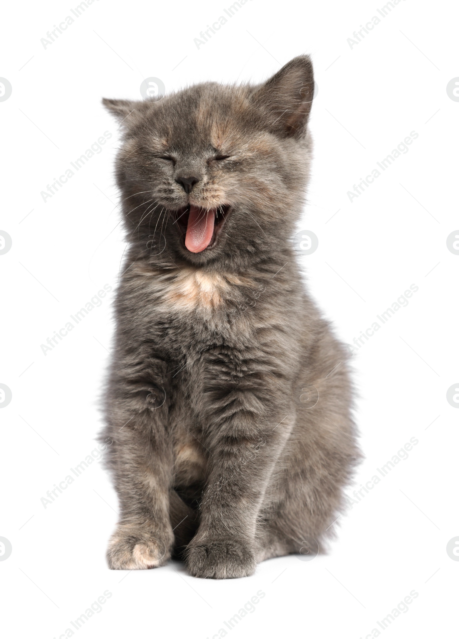 Photo of Cute fluffy kitten on light grey background