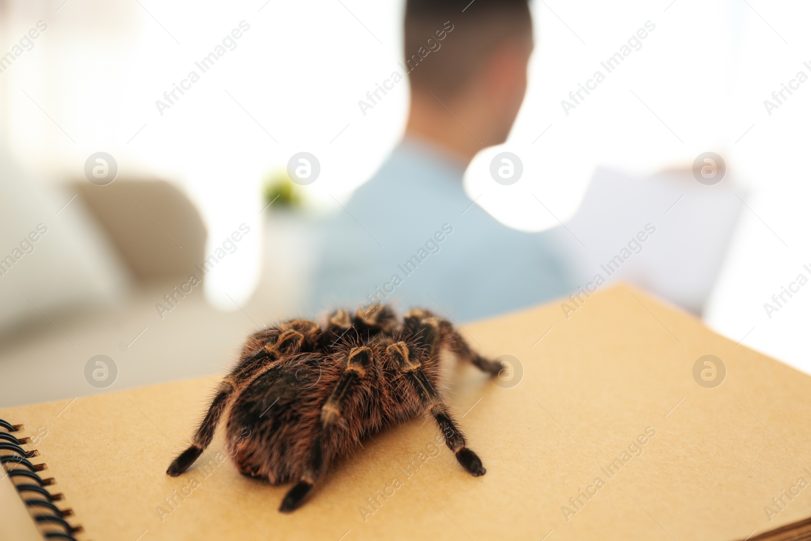 Photo of Striped knee tarantula on notebook indoors, closeup. Space for text