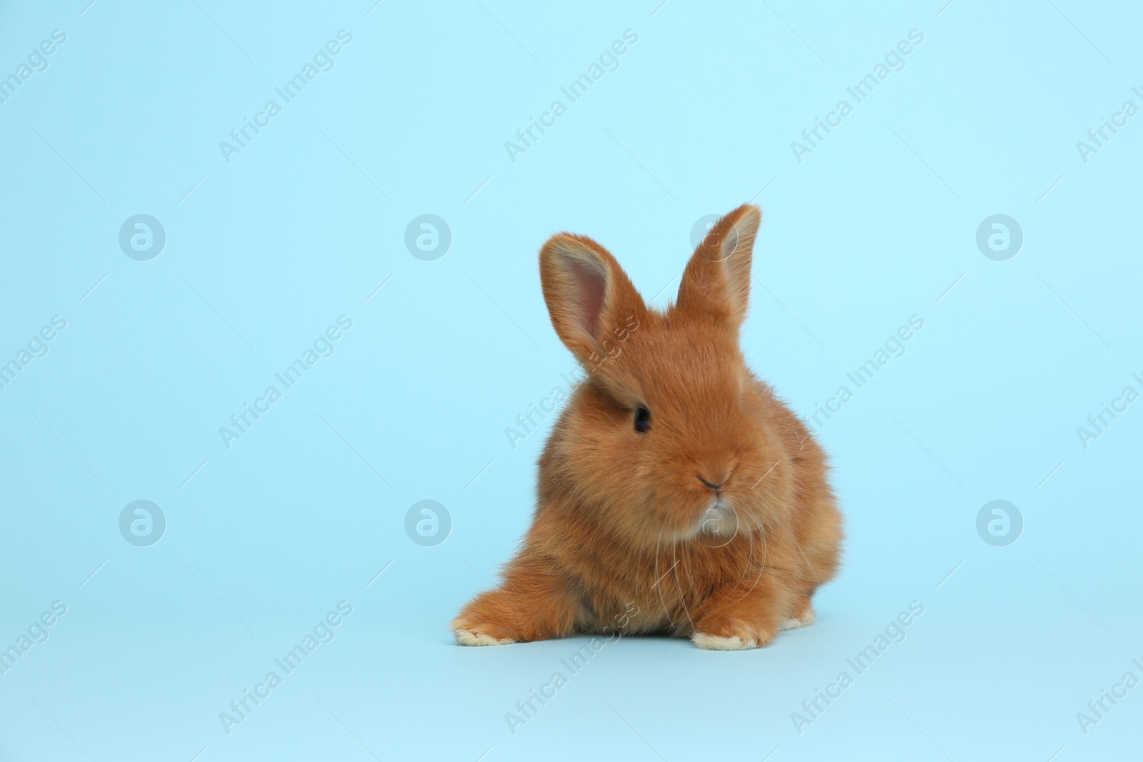 Photo of Adorable fluffy bunny on light blue background. Easter symbol