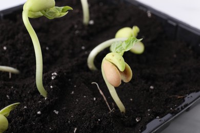 Photo of Kidney bean sprouts in container with soil, closeup