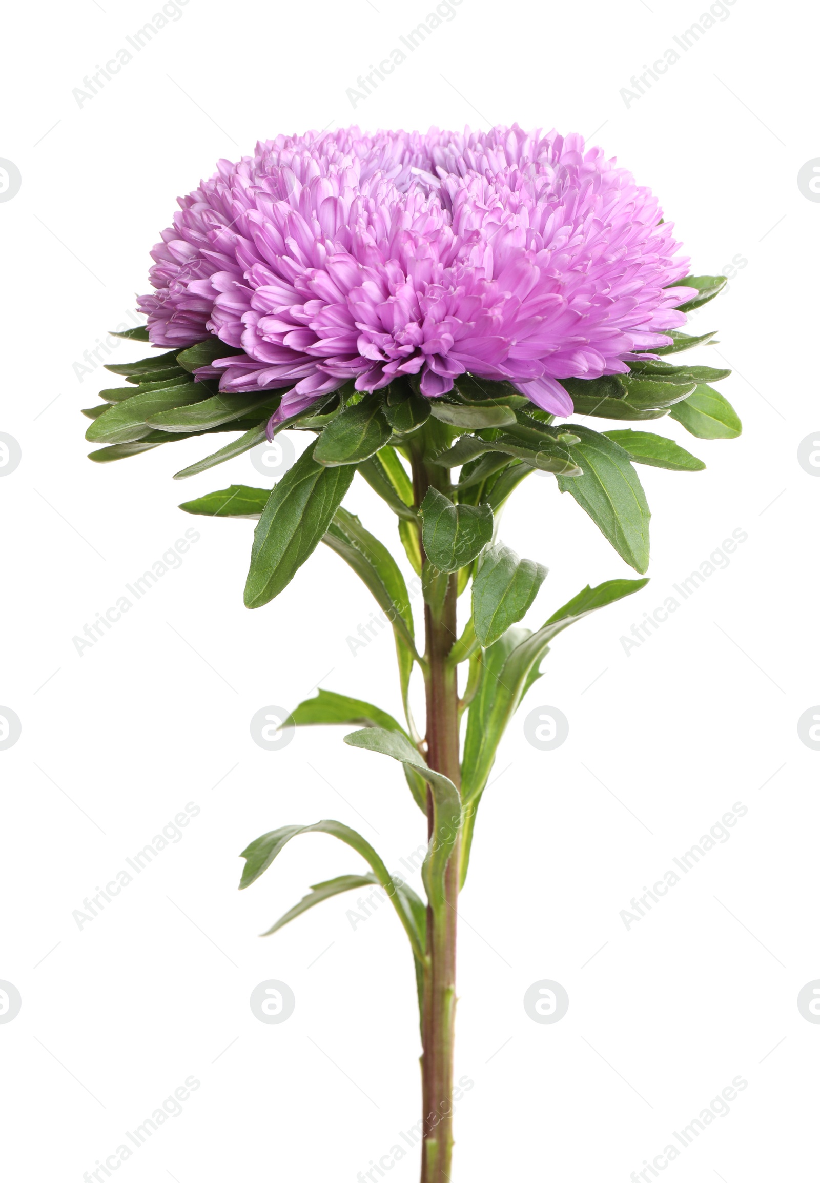 Photo of Beautiful violet aster flower on white background