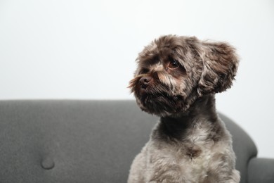 Photo of Cute Maltipoo dog on sofa indoors, space for text. Lovely pet