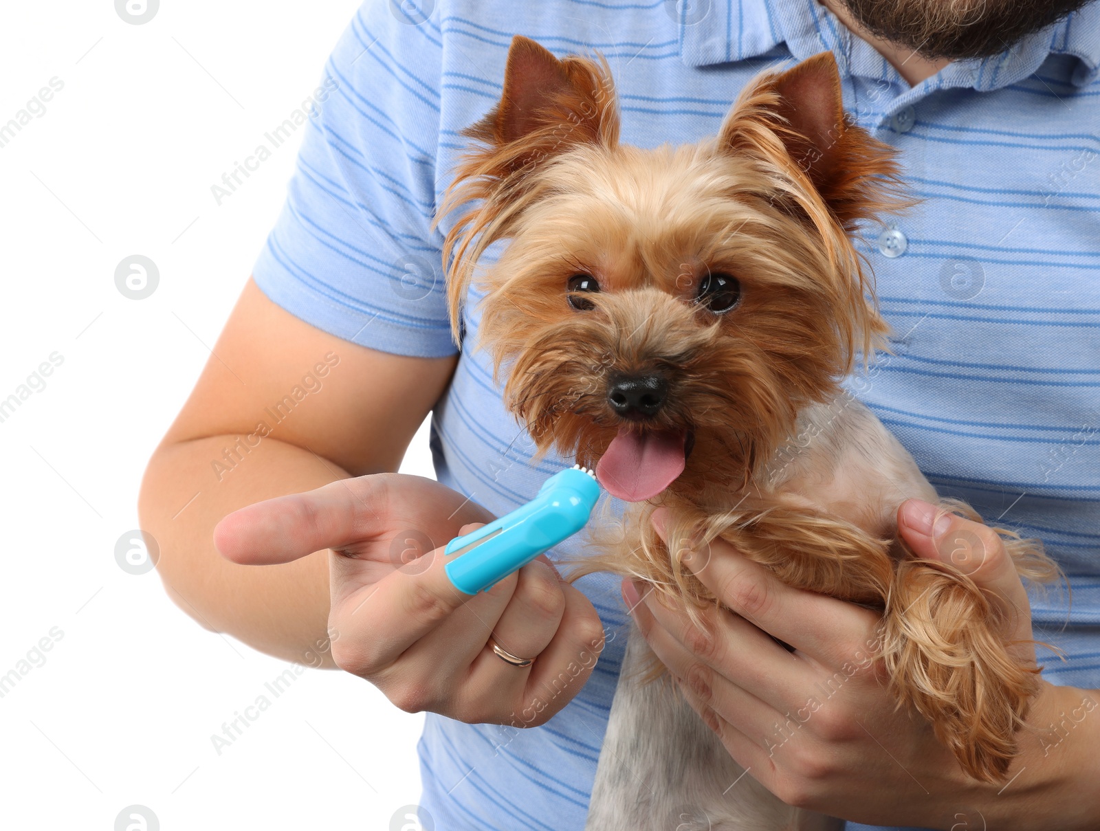 Photo of Man brushing dog's teeth on white background, closeup