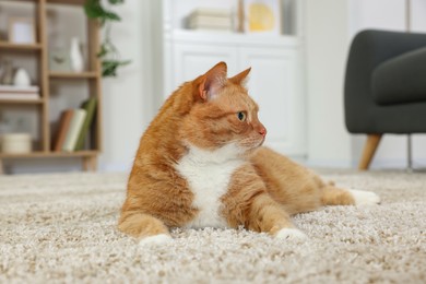 Cute ginger cat lying on carpet at home