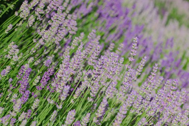 Photo of Beautiful blooming lavender plants in field on sunny day, closeup