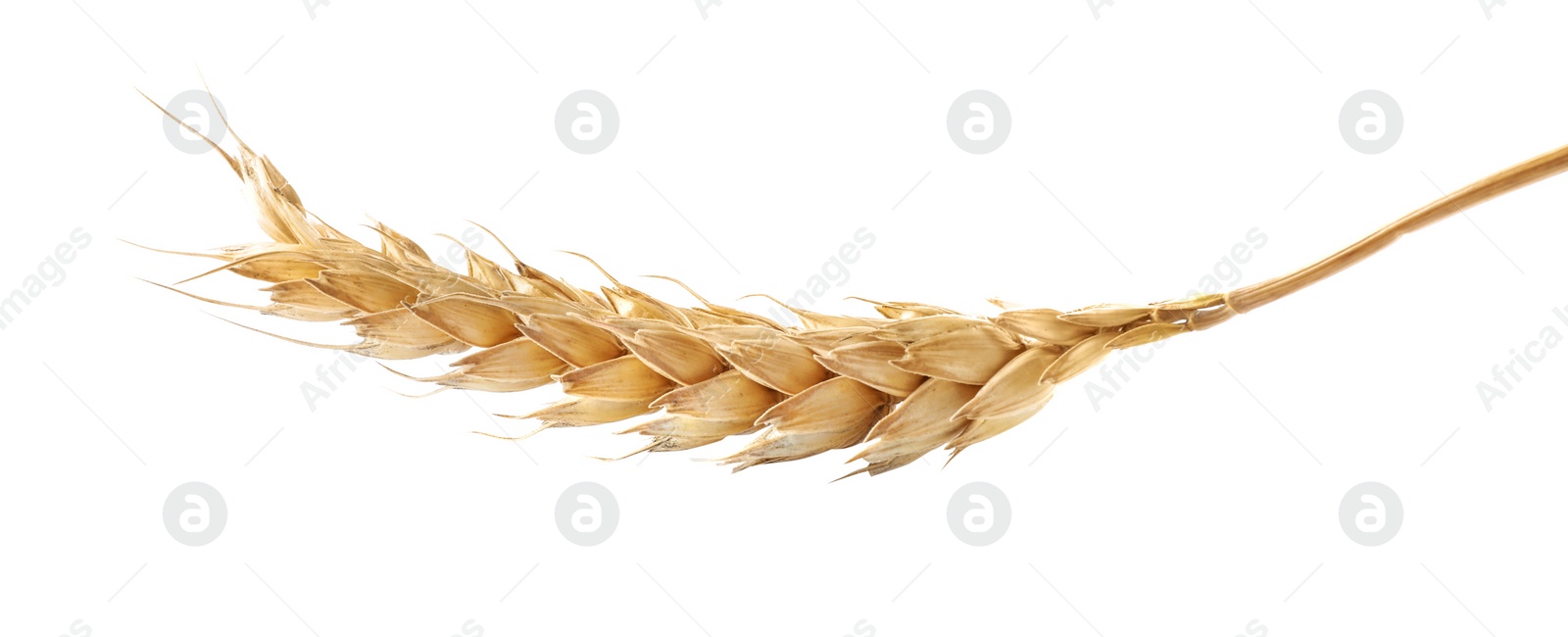 Photo of Dry ear of wheat isolated on white