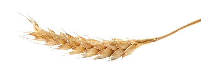 Dry ear of wheat isolated on white