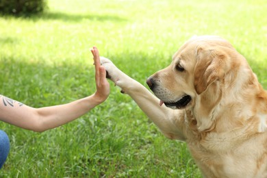 Photo of Cute Labrador Retriever dog giving high five to woman outdoors