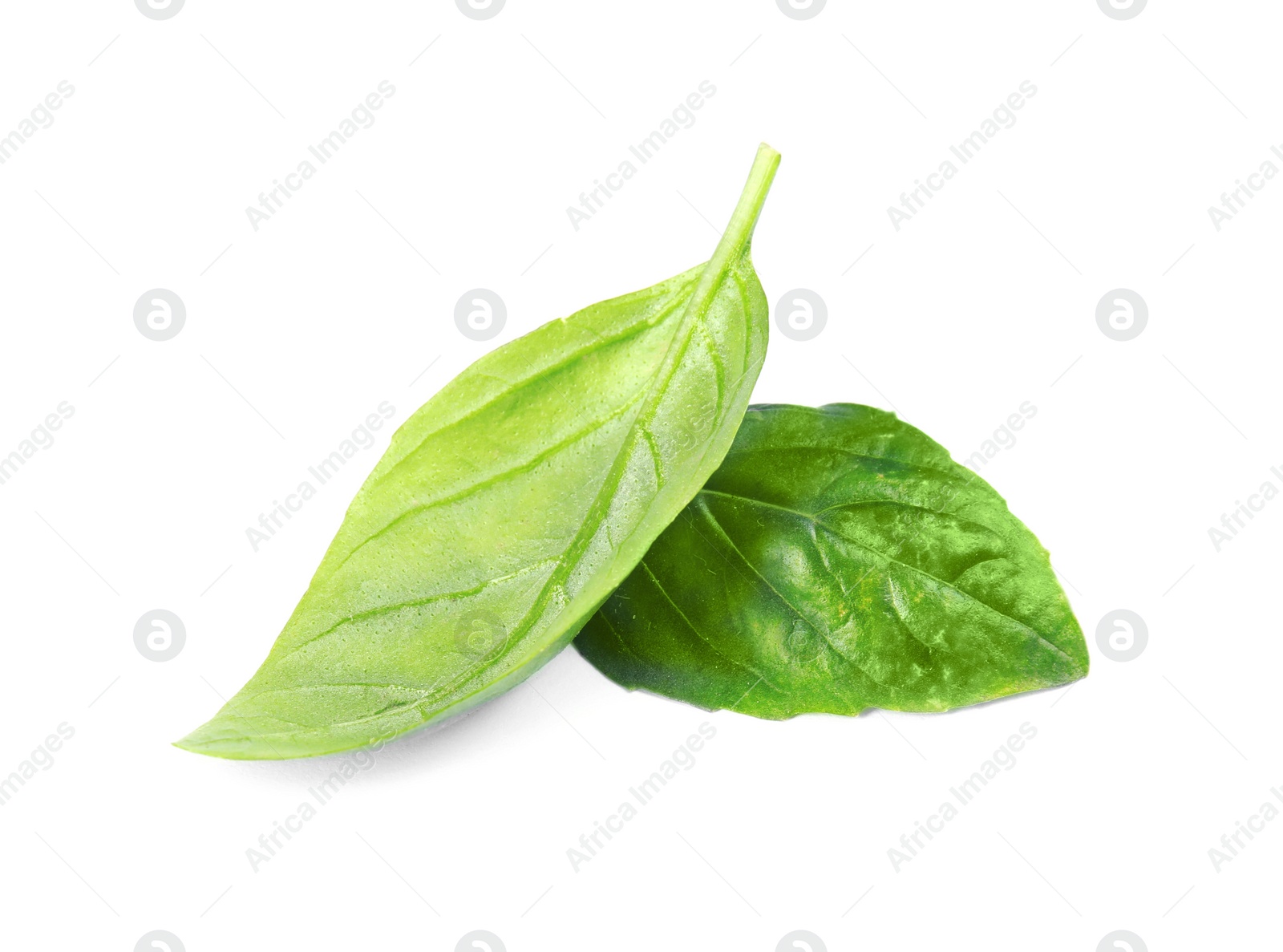 Photo of Fresh green basil leaves on white background