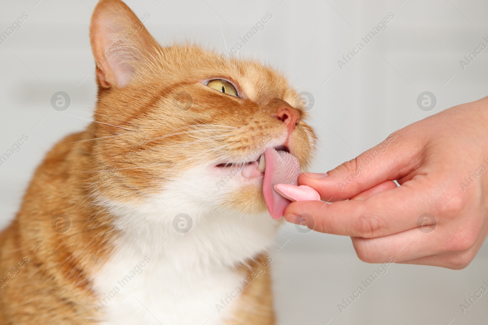 Photo of Woman giving vitamin pill to cute cat indoors, closeup