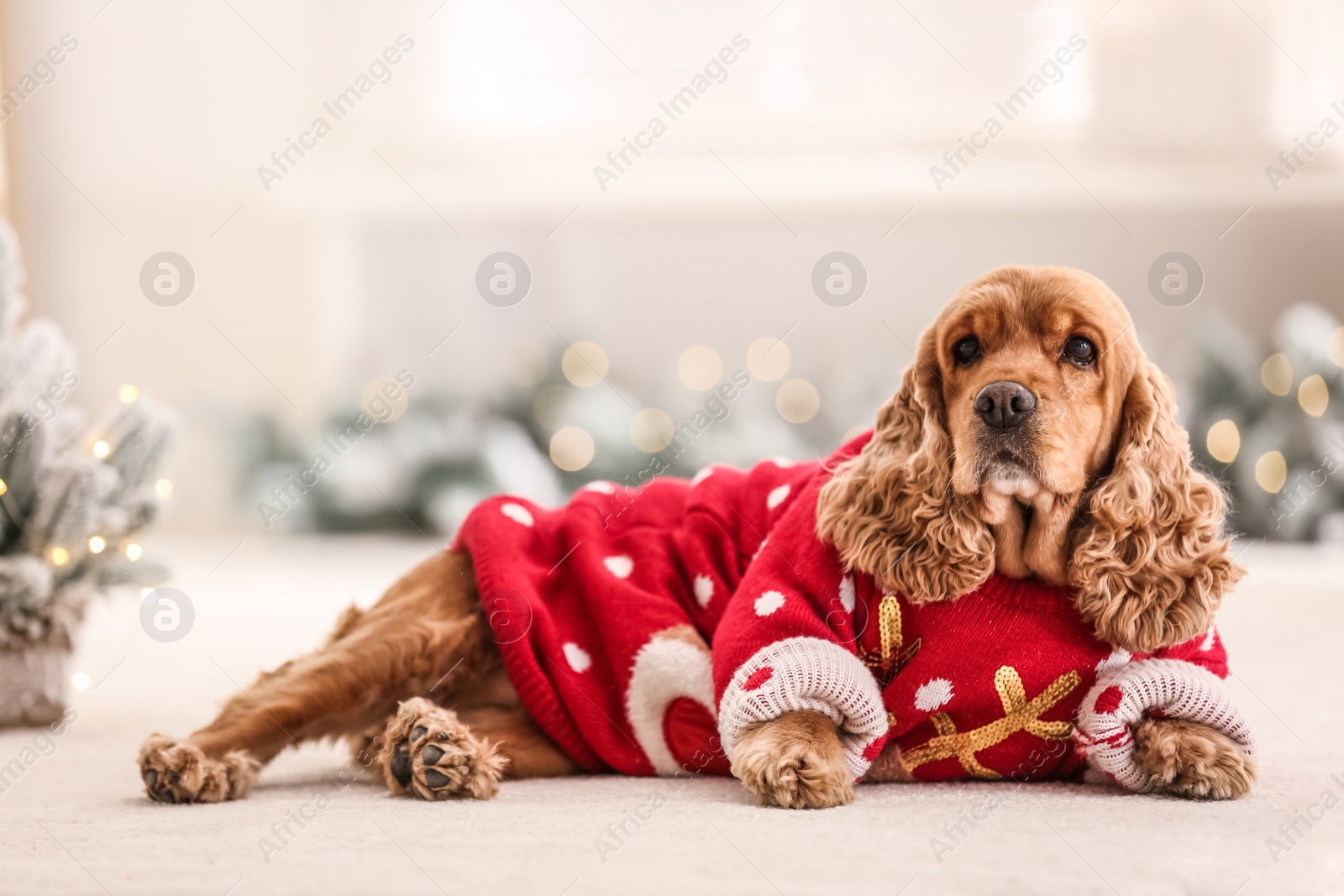 Photo of Adorable Cocker Spaniel in Christmas sweater on blurred background