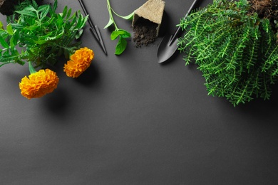 Flat lay composition with gardening tools and plants on black background