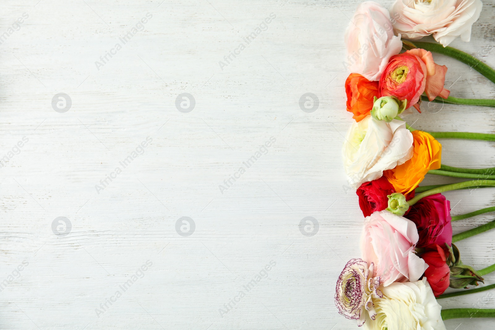 Photo of Beautiful ranunculus flowers and space for text on wooden background, flat lay