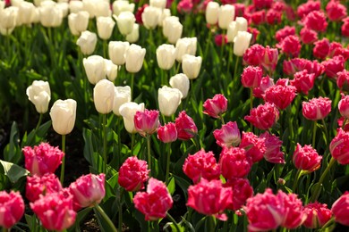 Beautiful colorful tulips growing in flower bed
