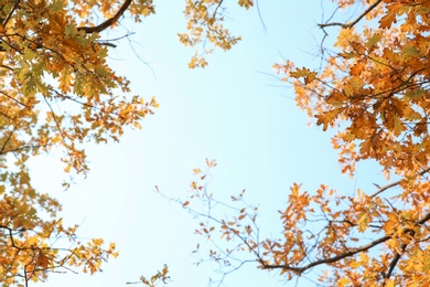 Tree branches with autumn leaves against sky. Space for text